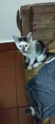 Filhotes de gato