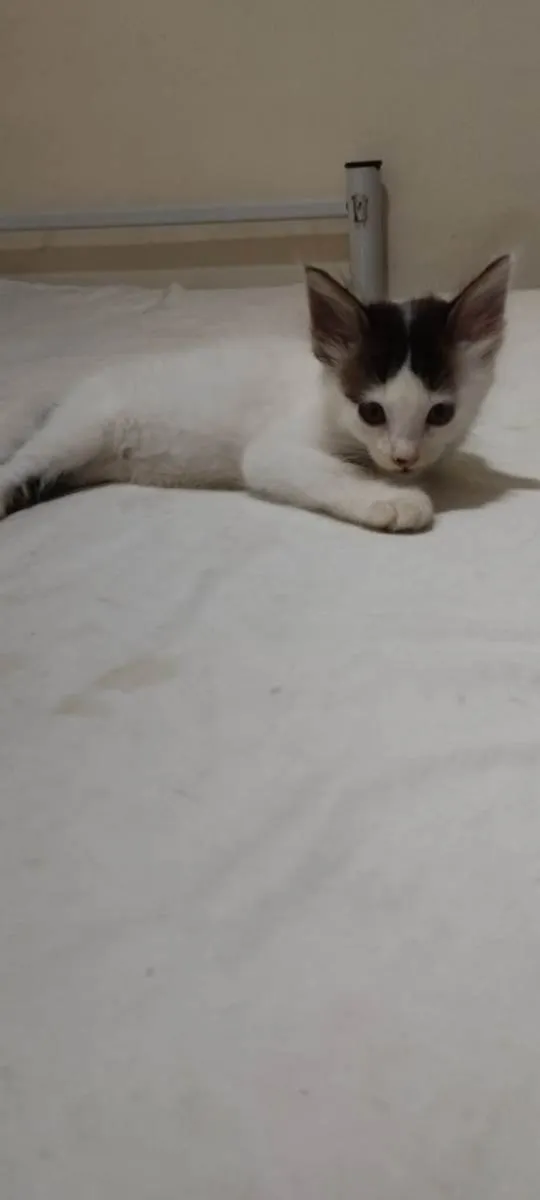 Gato ra a  idade Abaixo de 2 meses nome Filhotes de gato