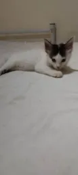 Filhotes de gato