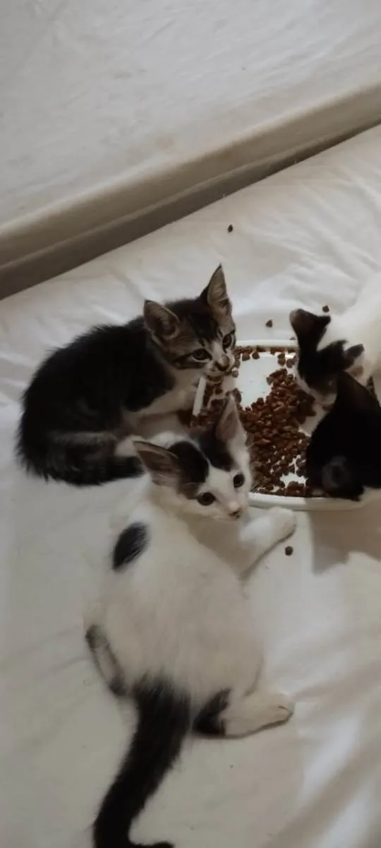 Gato ra a  idade Abaixo de 2 meses nome Filhotes de gato