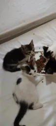 Filhotes de gato