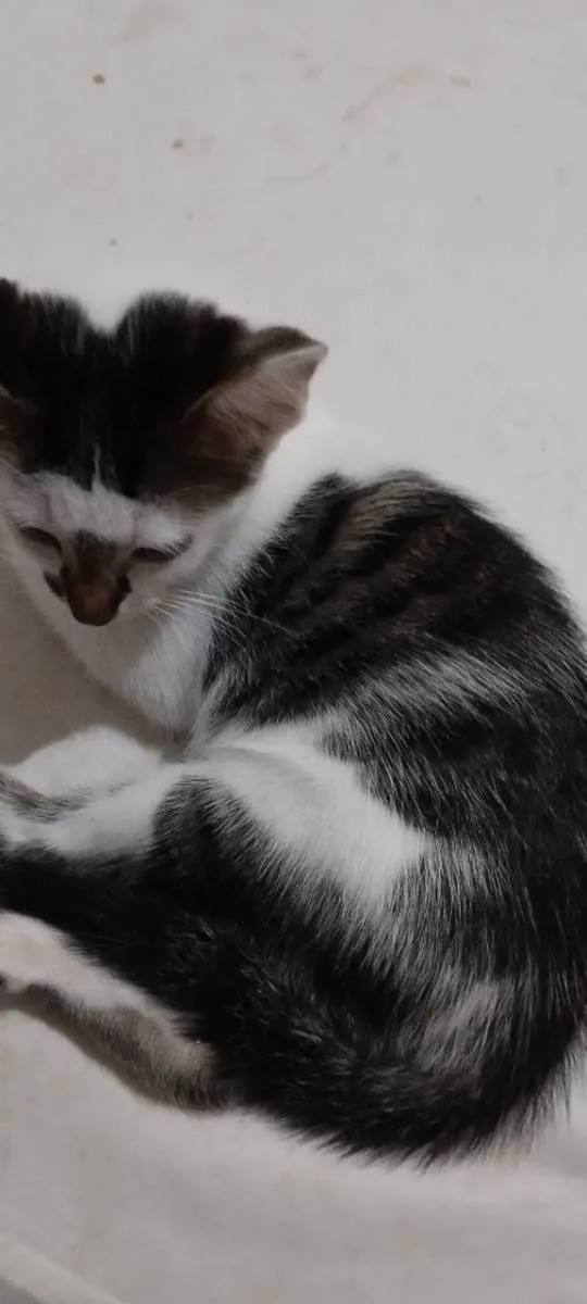 Gato ra a  idade Abaixo de 2 meses nome Filhotes de gato