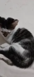 Filhotes de gato