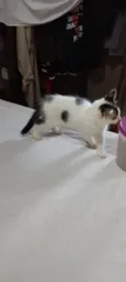 Filhotes de gato