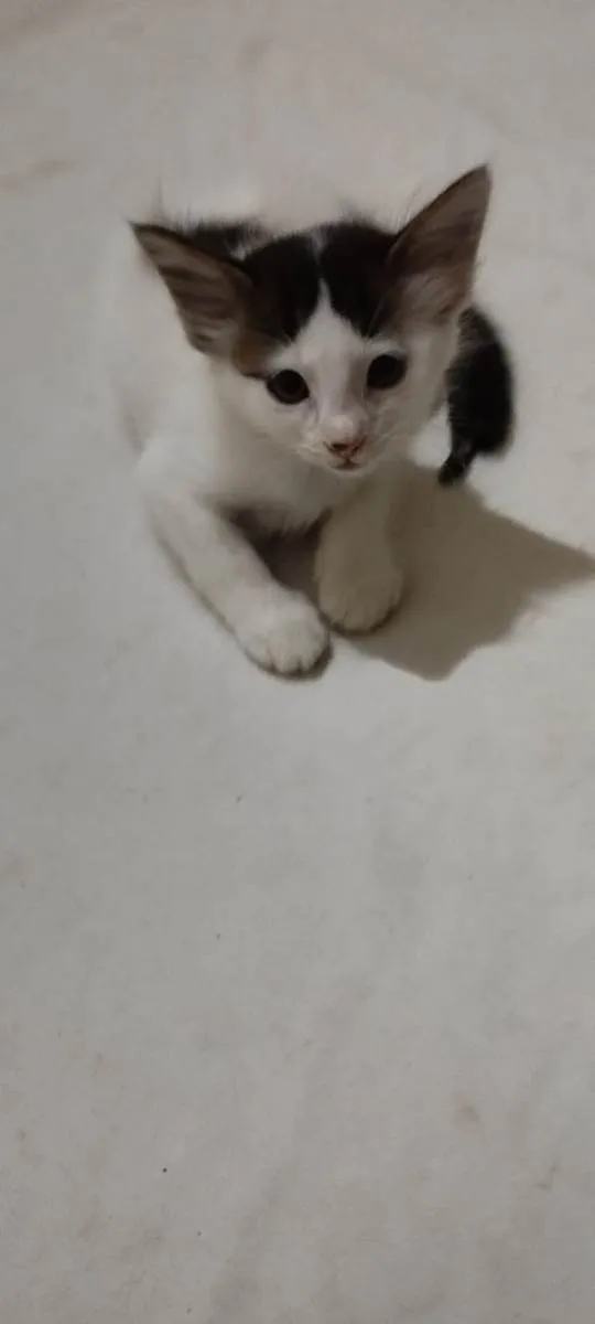 Gato ra a  idade Abaixo de 2 meses nome Filhotes de gato
