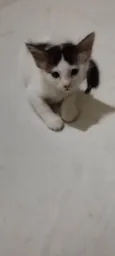 Filhotes de gato
