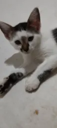 Filhotes de gato