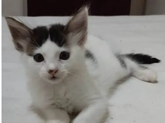 Gato ra a  idade Abaixo de 2 meses nome Filhotes de gato