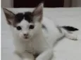 Filhotes de gato