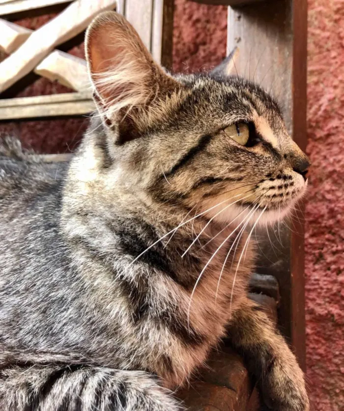 Gato raça Tigrada idade 7 a 11 meses nome Ritinha 