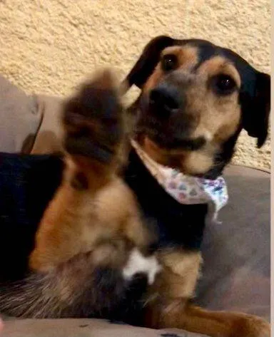 Cachorro raça Raiz idade 2 a 6 meses nome Luana