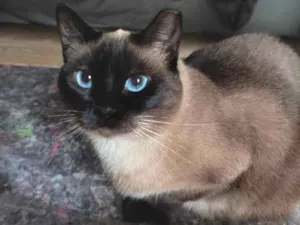 Gato raça Sem raça  idade 2 anos nome Serena