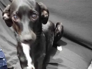 Cachorro raça SRD-ViraLata idade 1 ano nome Pantera 