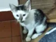 Filhotes de gato