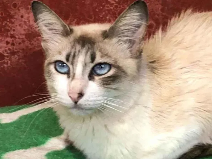 Gato raça Doce idade 7 a 11 meses nome Celeste 