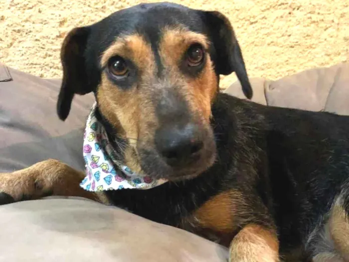 Cachorro raça Raiz idade 2 a 6 meses nome Luana