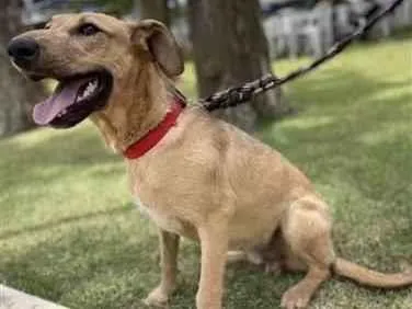 Cachorro raça Caramelinho idade 1 ano nome Bili