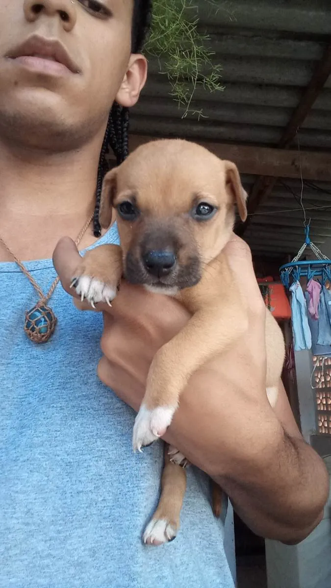 Cachorro ra a SRD-ViraLata idade  nome Marlei