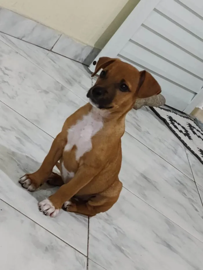 Cachorro ra a SRD-ViraLata idade  nome Marlei