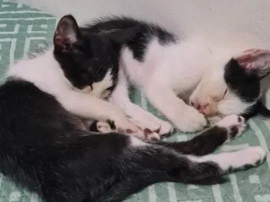 Gato ra a SRD idade Abaixo de 2 meses nome Joaquim e Joaquina 