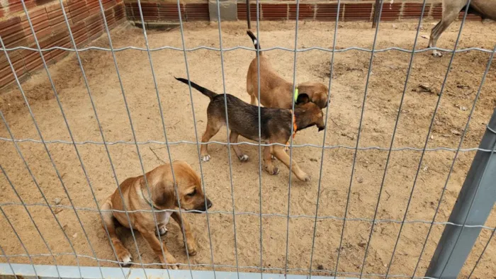 Cachorro ra a SRD-ViraLata idade 2 a 6 meses nome Sem nome