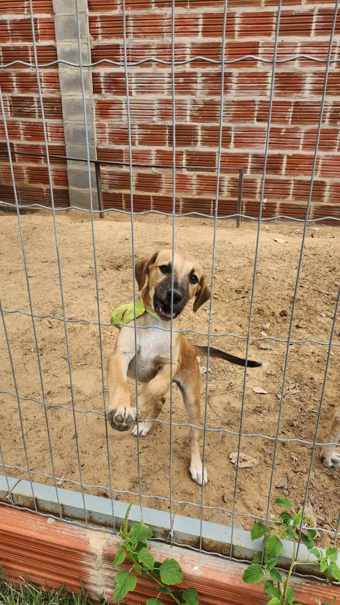 Cachorro ra a SRD-ViraLata idade 2 a 6 meses nome Sem nome