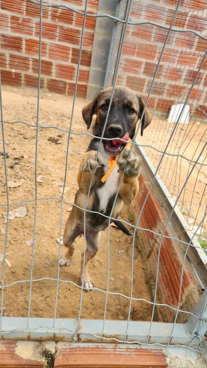 Cachorro ra a SRD-ViraLata idade 2 a 6 meses nome Sem nome