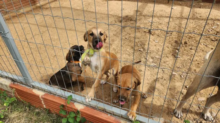 Cachorro ra a SRD-ViraLata idade 2 a 6 meses nome Sem nome