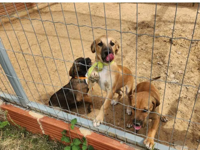 Cachorro ra a SRD-ViraLata idade 2 a 6 meses nome Sem nome