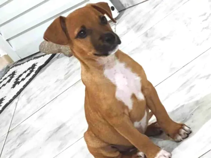 Cachorro ra a SRD-ViraLata idade  nome Marlei