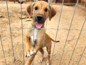 Cachorro raça SRD-ViraLata idade 2 a 6 meses nome Sem nome