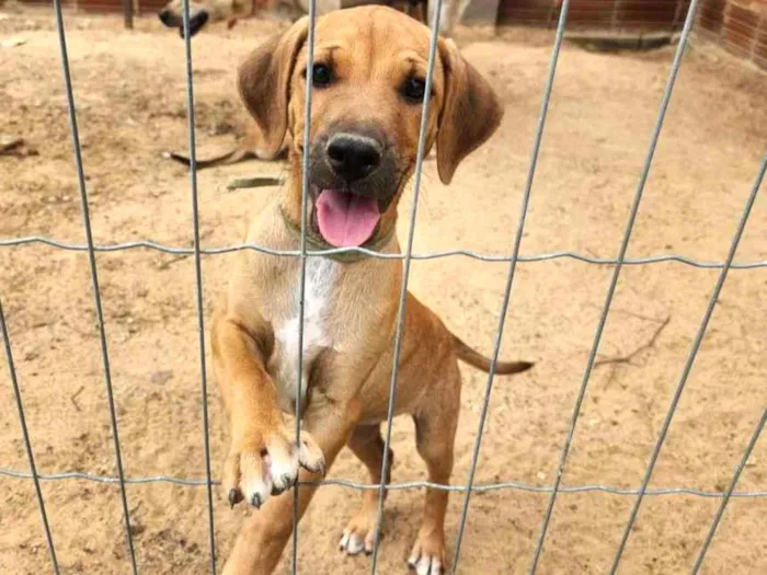 Cachorro ra a SRD-ViraLata idade 2 a 6 meses nome Sem nome