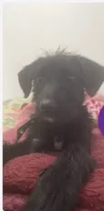 Cachorro raça SRD-ViraLata idade 7 a 11 meses nome Sky