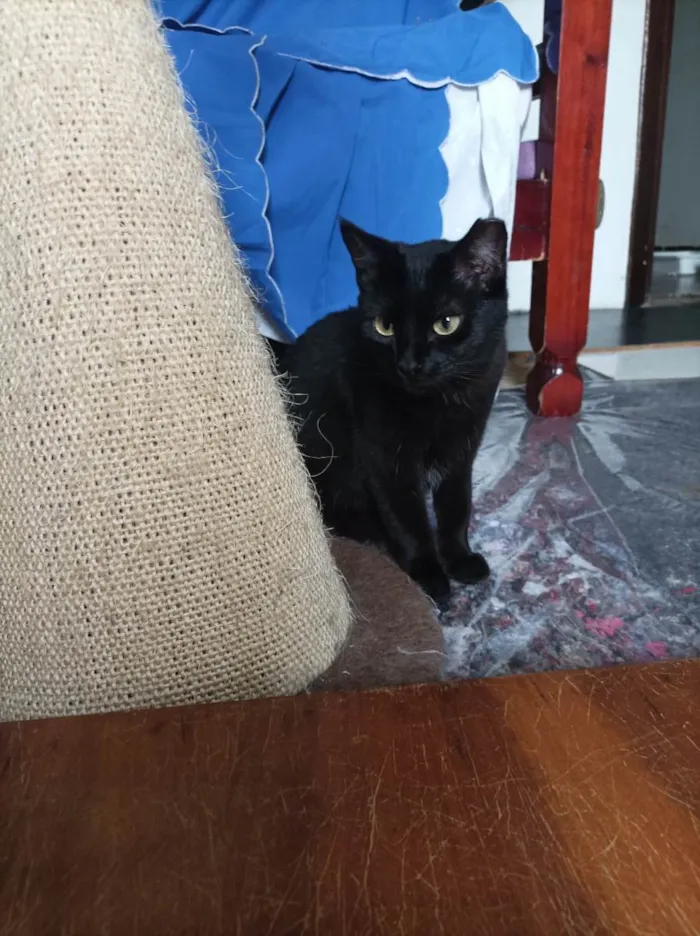 Gato raça SRD-ViraLata idade 1 ano nome LUA