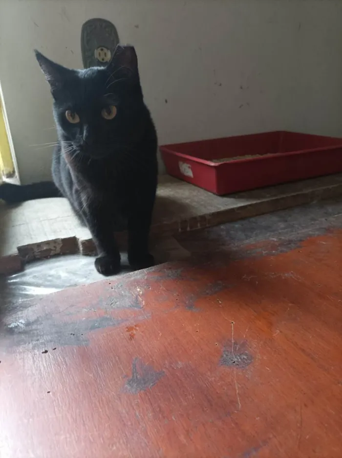 Gato raça SRD-ViraLata idade 1 ano nome LUA