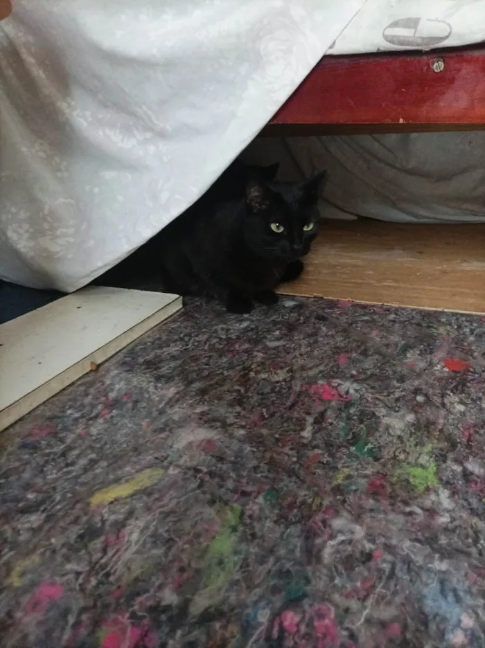 Gato raça SRD-ViraLata idade 1 ano nome LUA