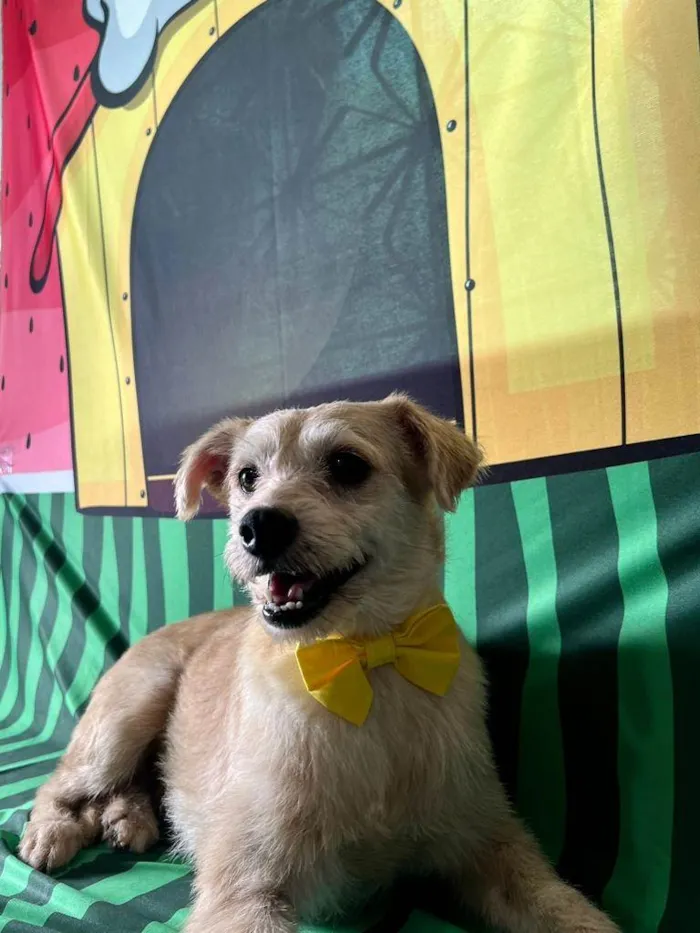 Cachorro ra a SRD-ViraLata idade 3 anos nome Carneiro