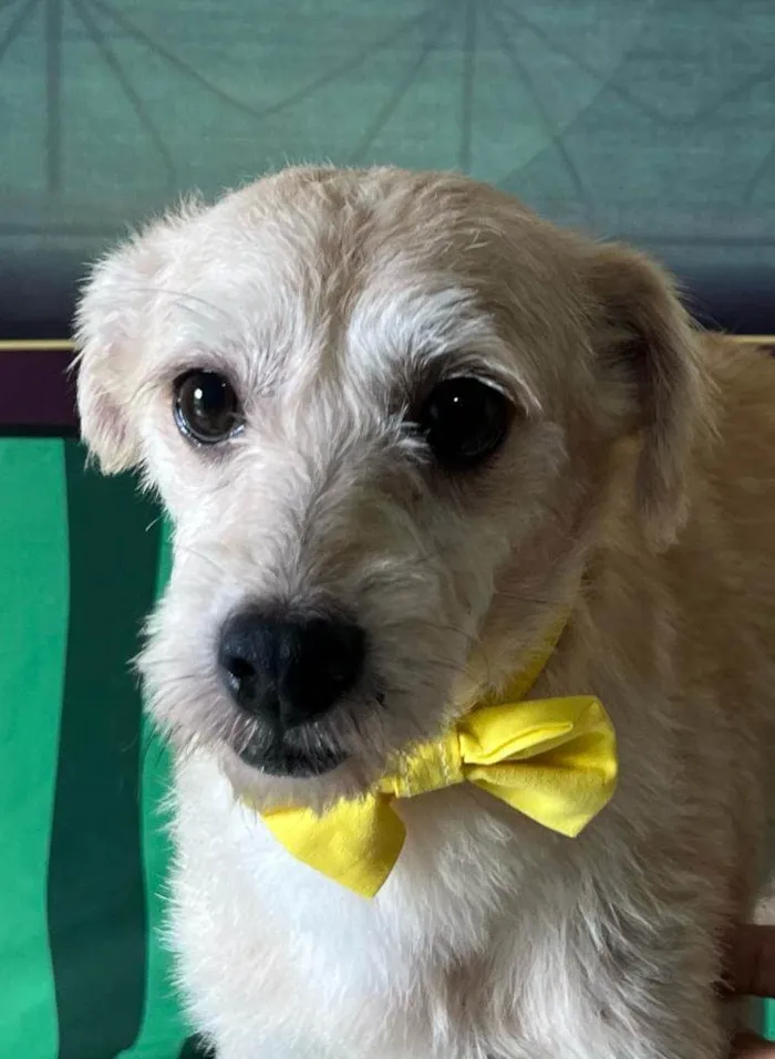 Cachorro ra a SRD-ViraLata idade 3 anos nome Carneiro