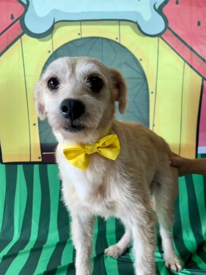 Cachorro ra a SRD-ViraLata idade 3 anos nome Carneiro