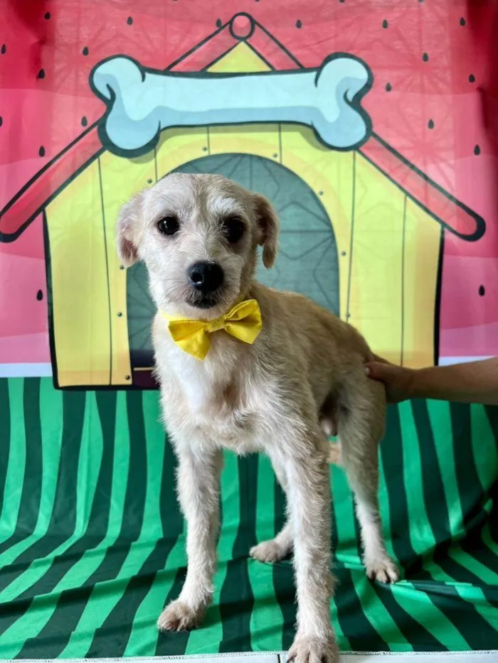 Cachorro ra a SRD-ViraLata idade 3 anos nome Carneiro