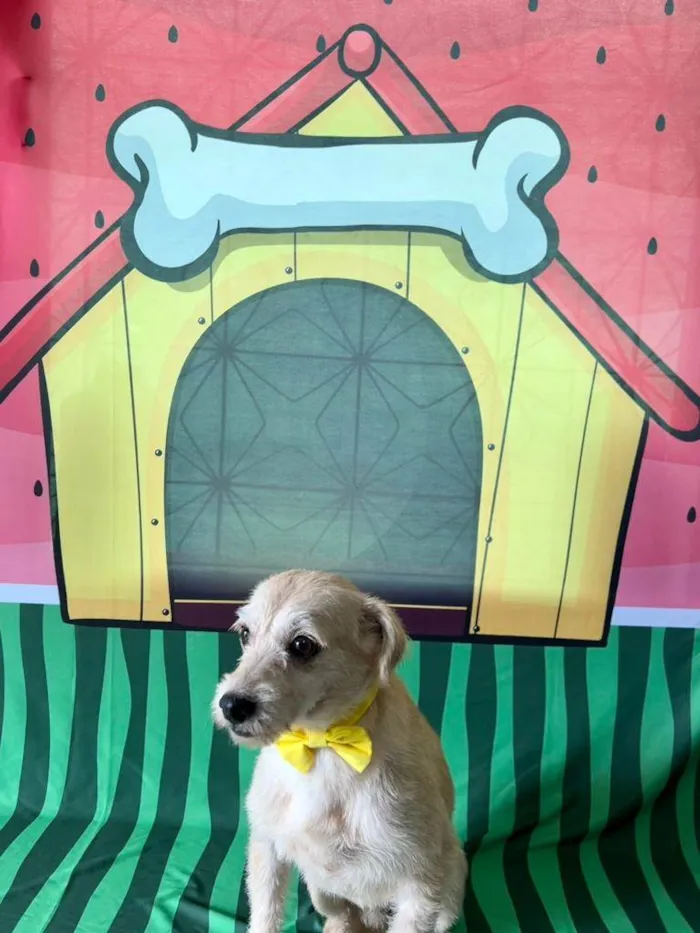 Cachorro ra a SRD-ViraLata idade 3 anos nome Carneiro