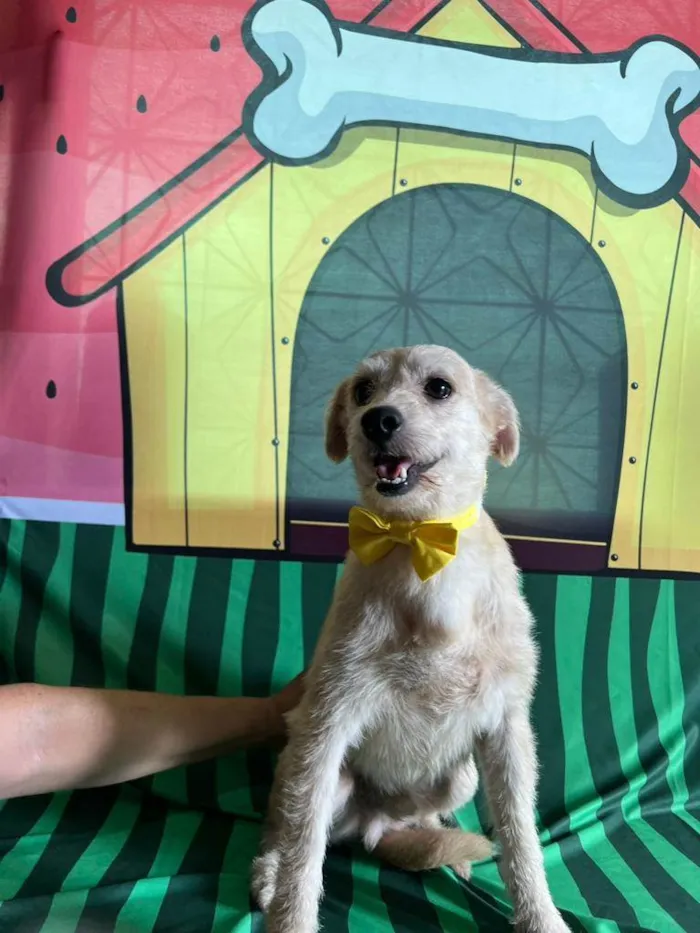 Cachorro ra a SRD-ViraLata idade 3 anos nome Carneiro