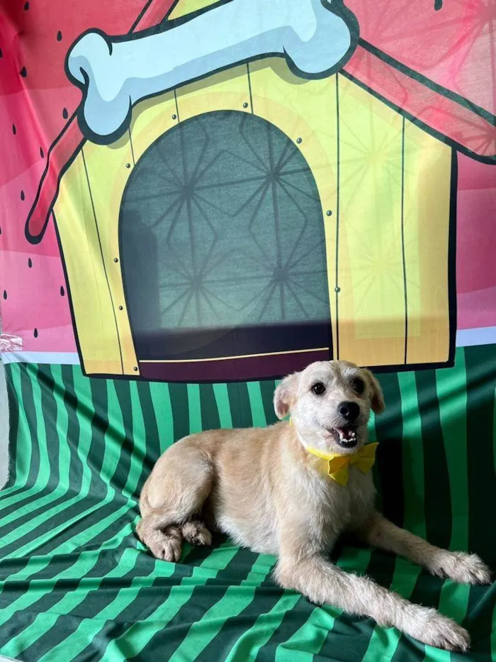 Cachorro ra a SRD-ViraLata idade 3 anos nome Carneiro