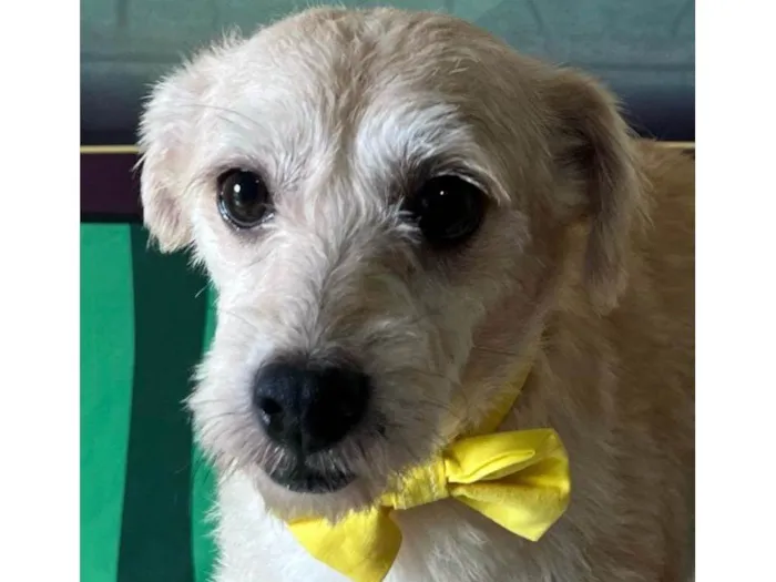 Cachorro ra a SRD-ViraLata idade 3 anos nome Carneiro