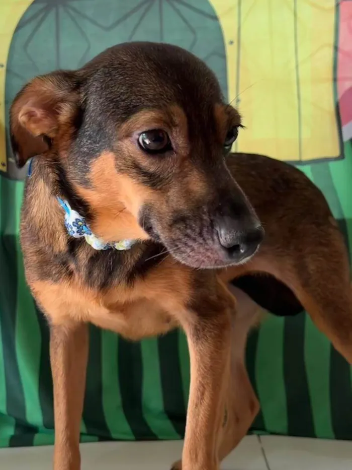 Cachorro ra a SRD-ViraLata idade 2 anos nome Luna