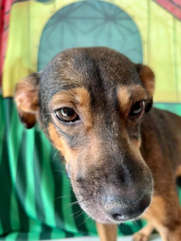 Cachorro ra a SRD-ViraLata idade 2 anos nome Luna