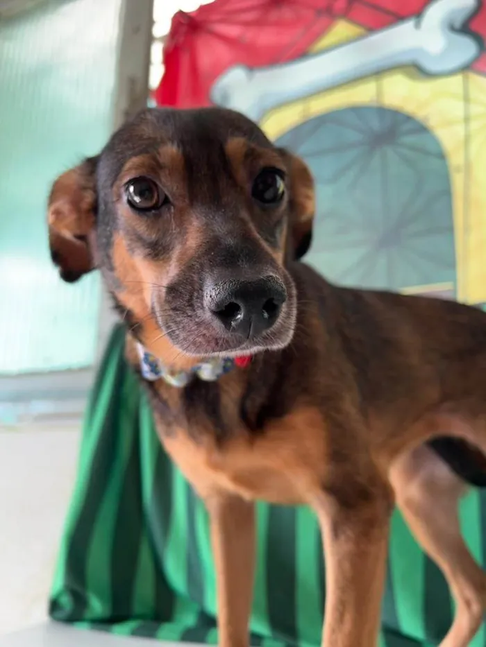 Cachorro ra a SRD-ViraLata idade 2 anos nome Luna