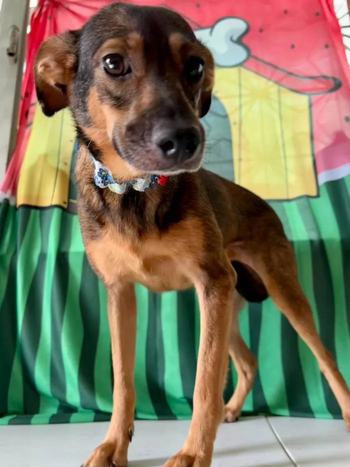 Cachorro ra a SRD-ViraLata idade 2 anos nome Luna