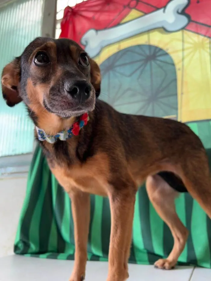 Cachorro ra a SRD-ViraLata idade 2 anos nome Luna
