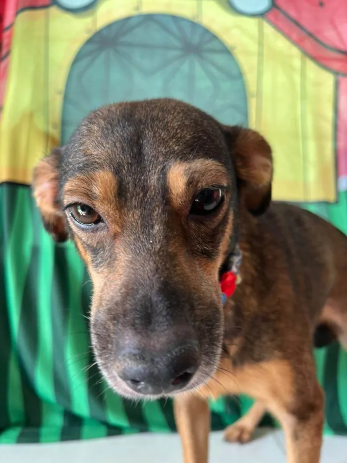 Cachorro ra a SRD-ViraLata idade 2 anos nome Luna
